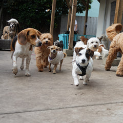 Group of small dogs playing at doggie daycare