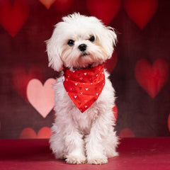Cute photo of dog posing with a Valentine's Day backdrop