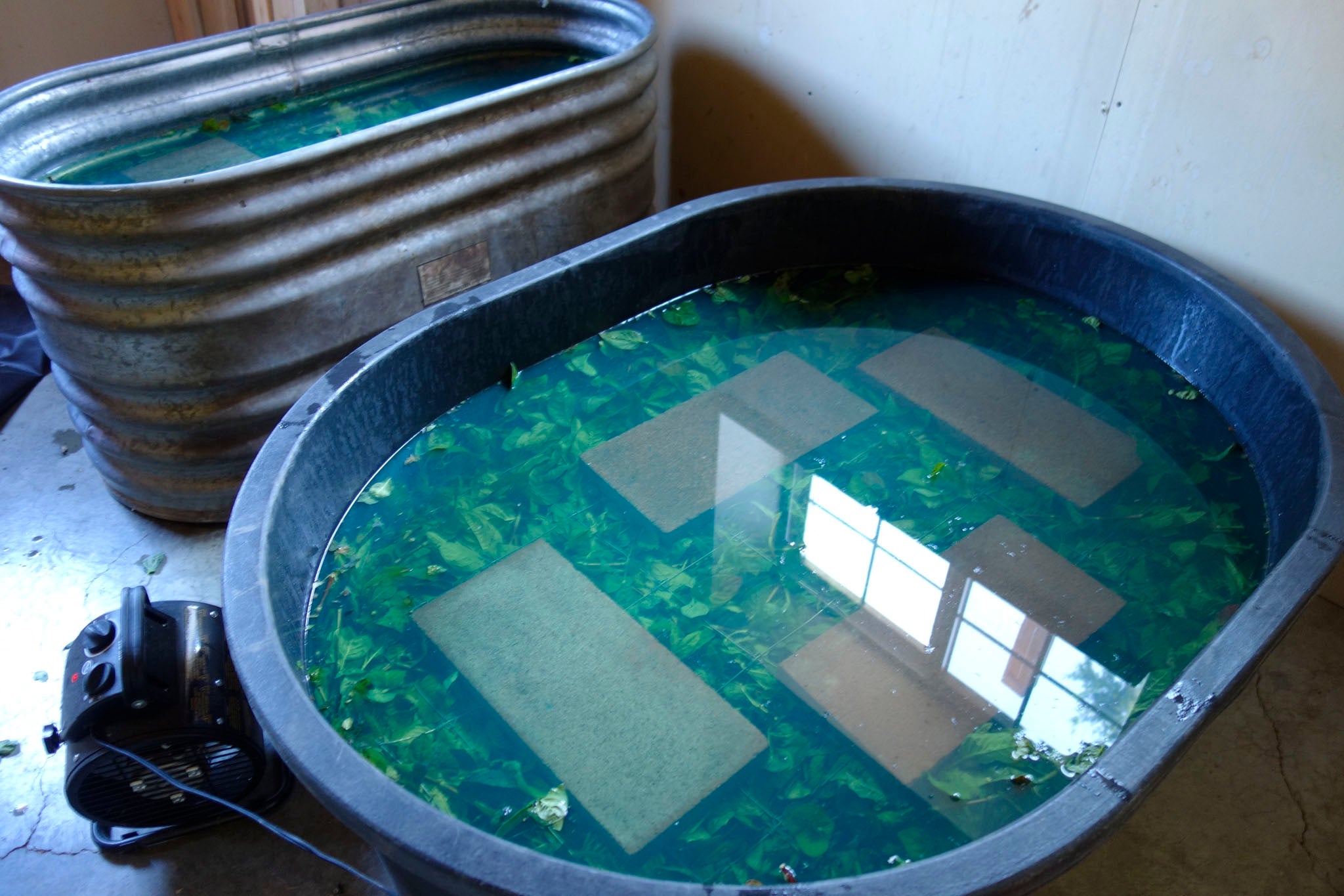 Fermenting indigo plants at Okan Arts Farm in Wauconda WA