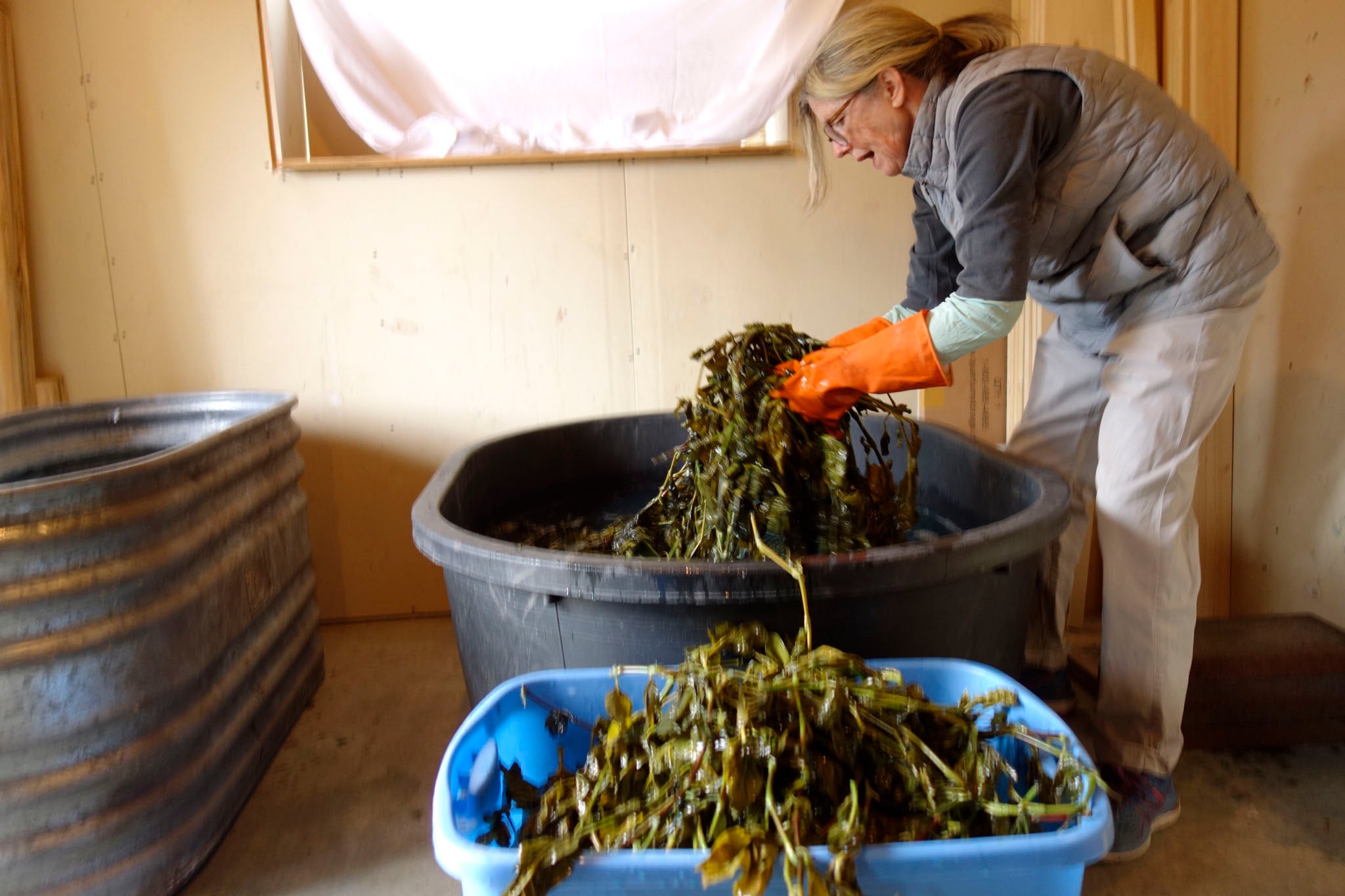 Processing indigo pigment at Okan Arts Farm in Wauconda WA