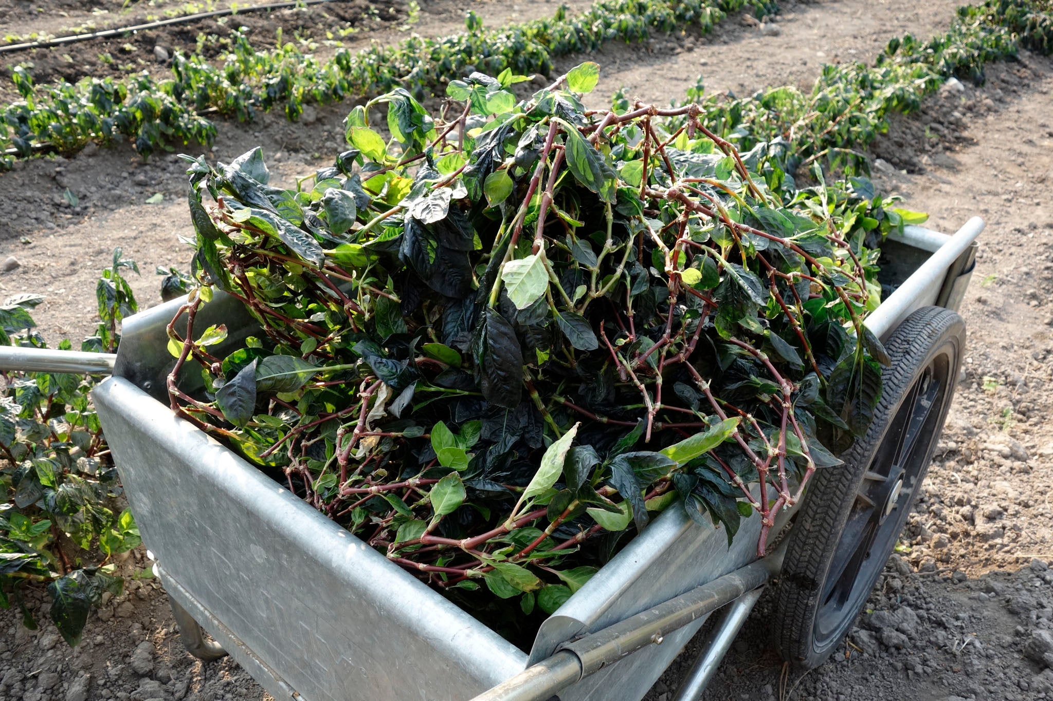 Harvesting Japanese indigo at Okan Arts, Summer 2020