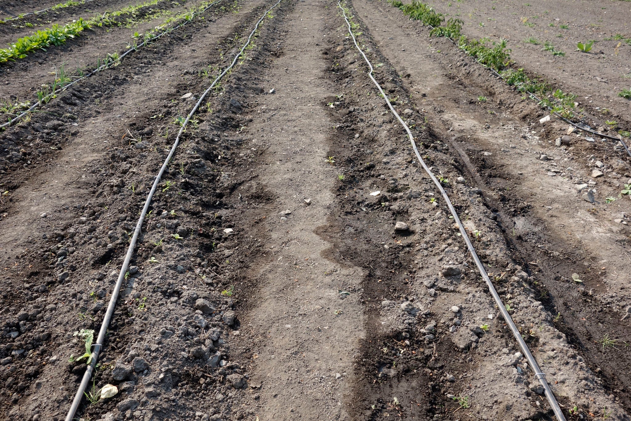 Bare fields after the indigo harvest at Okan Arts, Summer 2020