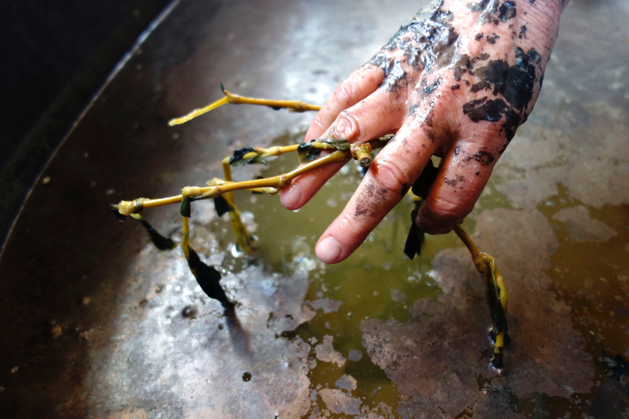 Scum on surface of water filled with decomposed indigo plants