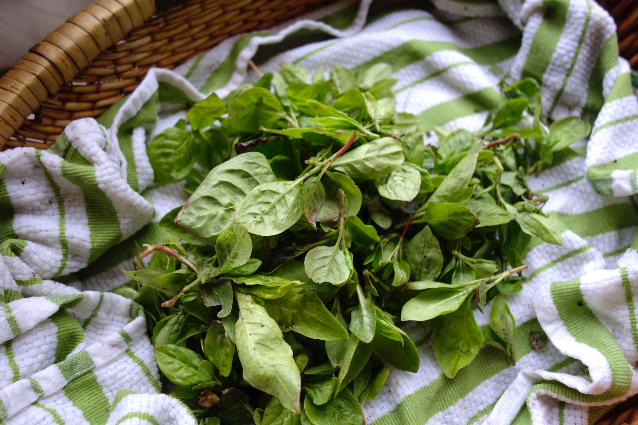 For fresh leaf indigo dyeing: keeping a pile of minuscule indigo leaves cool on a damp tea towel on a bed of ice