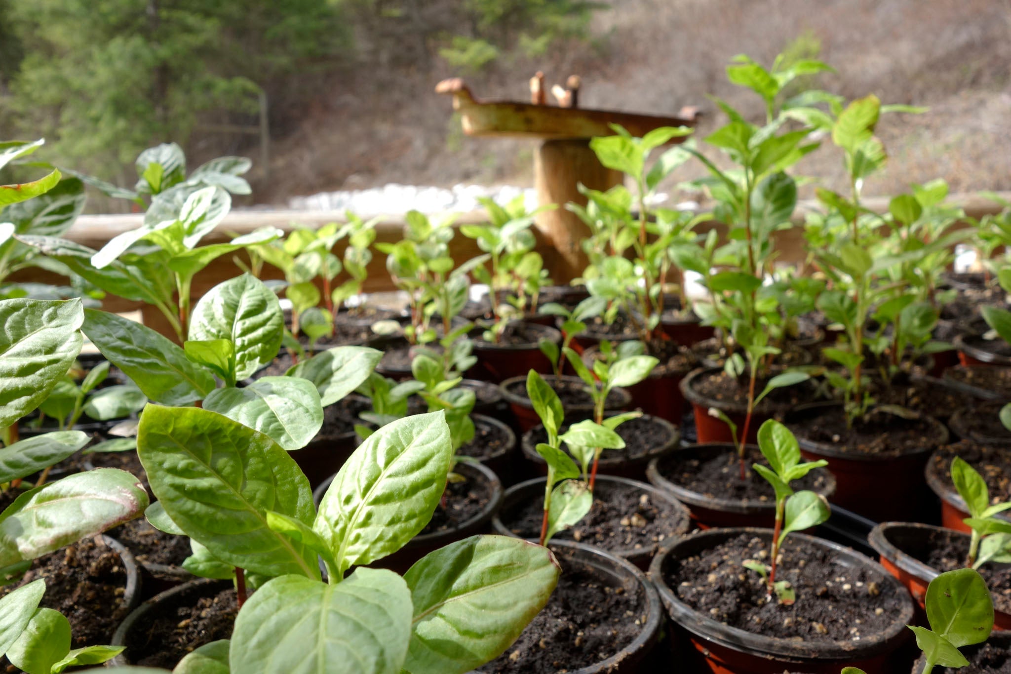 Indigo seedlings at Okan Arts Farm