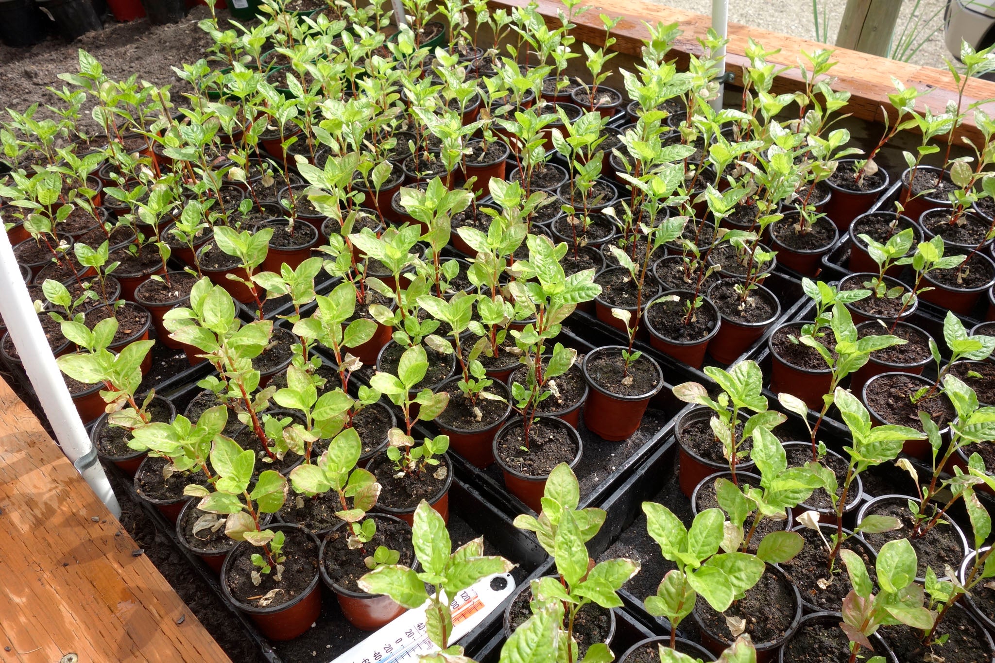 Indigo plants inside the hoop house at Okan Arts Farm