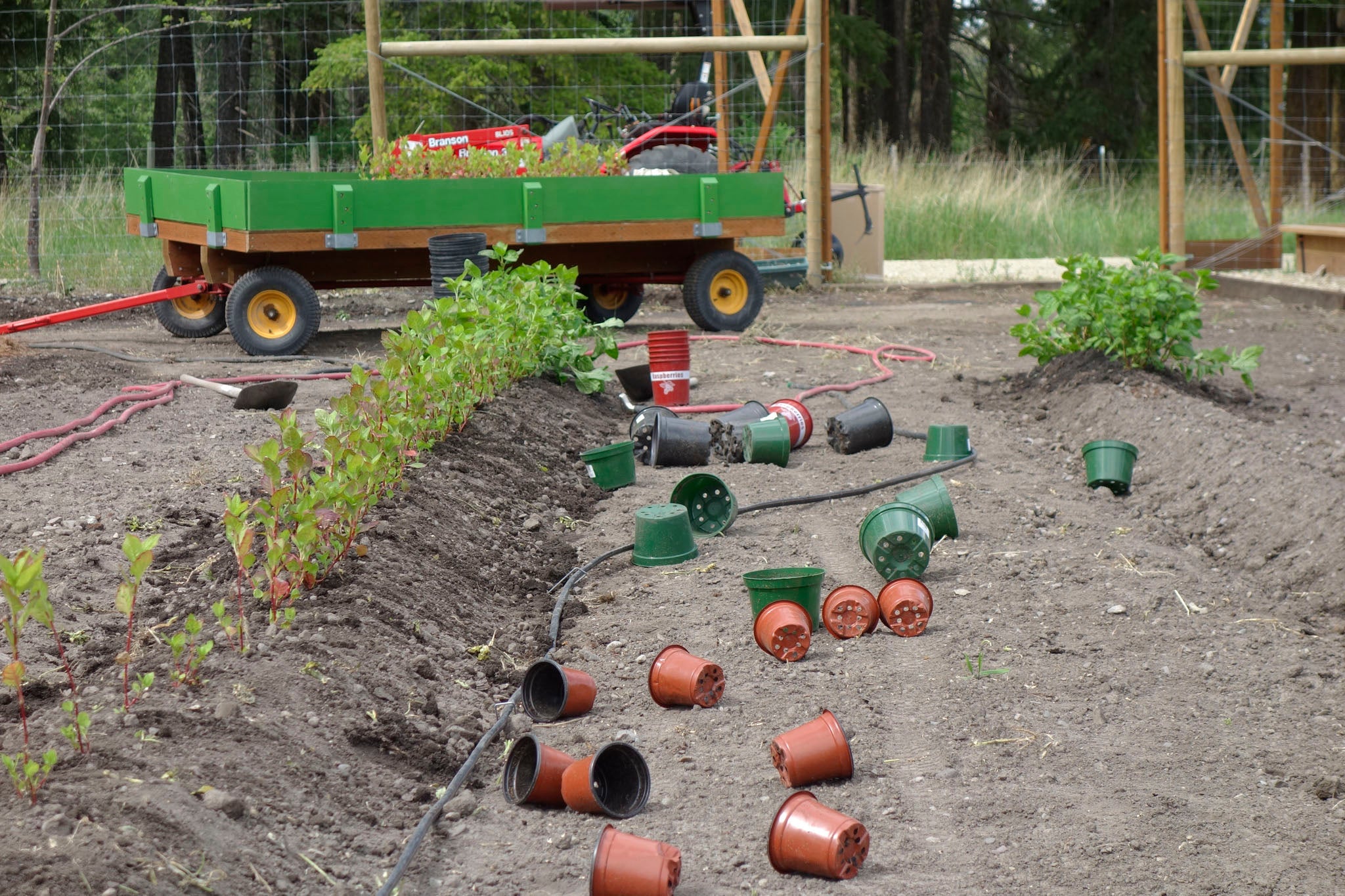 Planting indigo at Okan Arts Farm