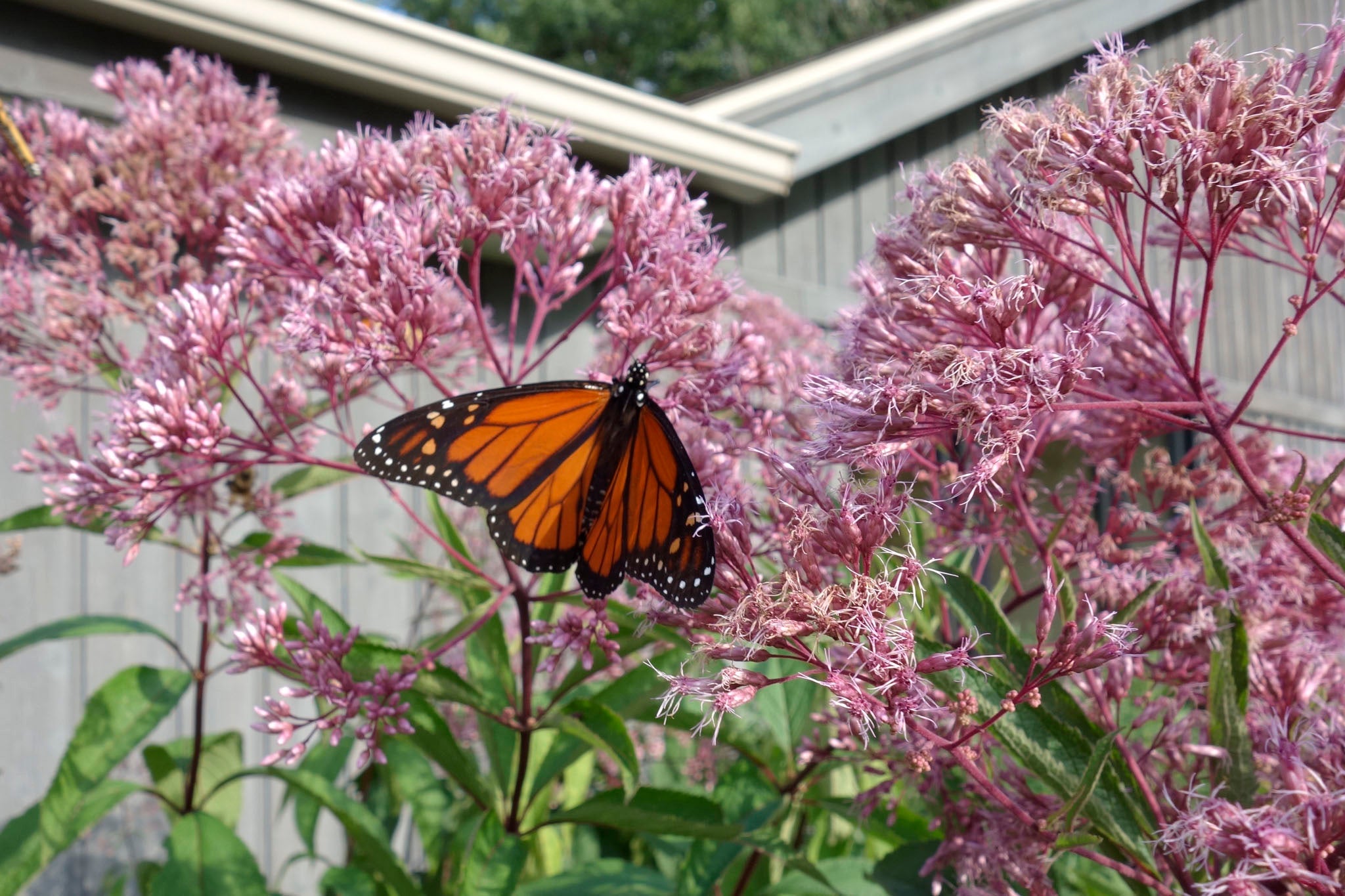 Monarch butterfly at Woodland Ridge Retreat WI