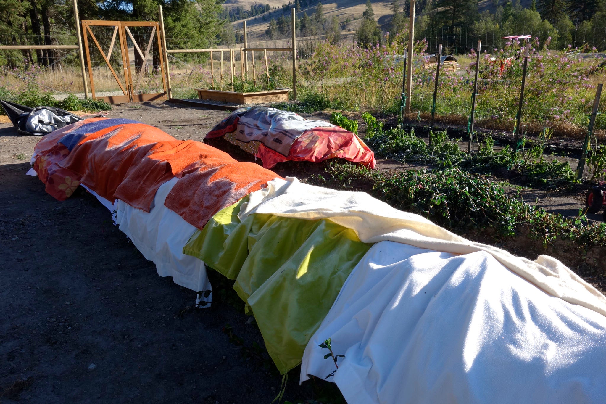 Frost covers over indigo plants at Okan Arts Farm, September 2021