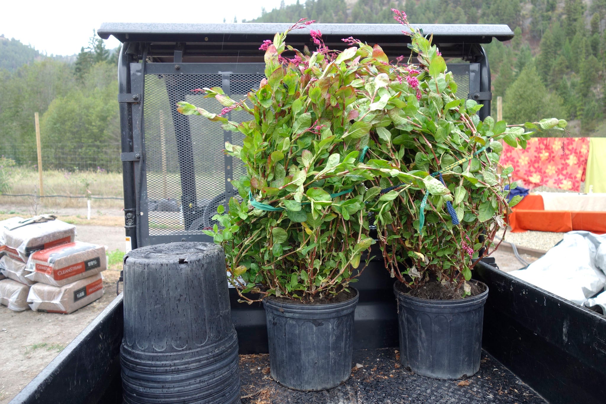 Transplanting flowering indigo plants at Okan Arts Farm, September 2021