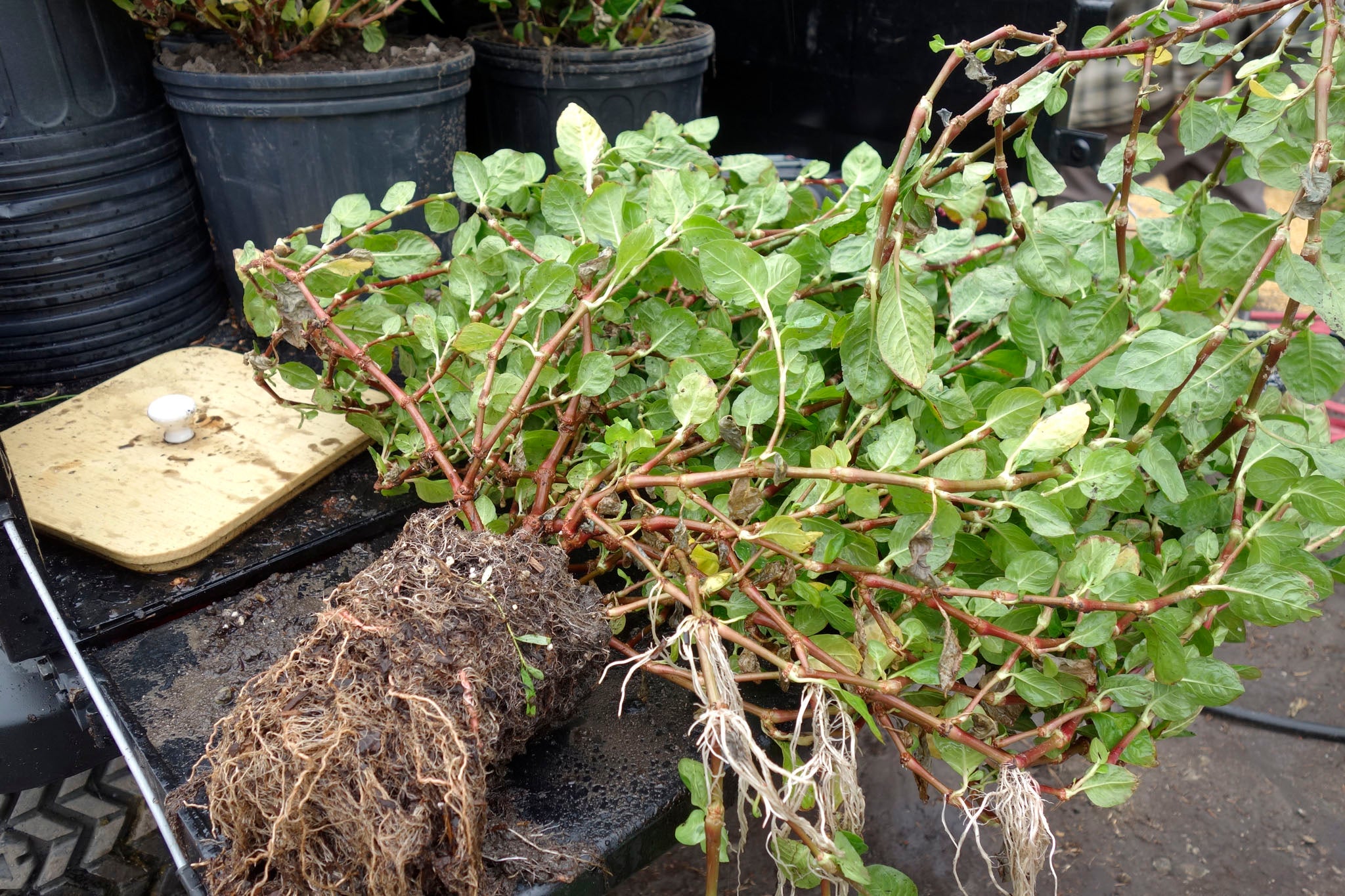 Dug-up blossoming plant at Okan Arts Farm, September 2021