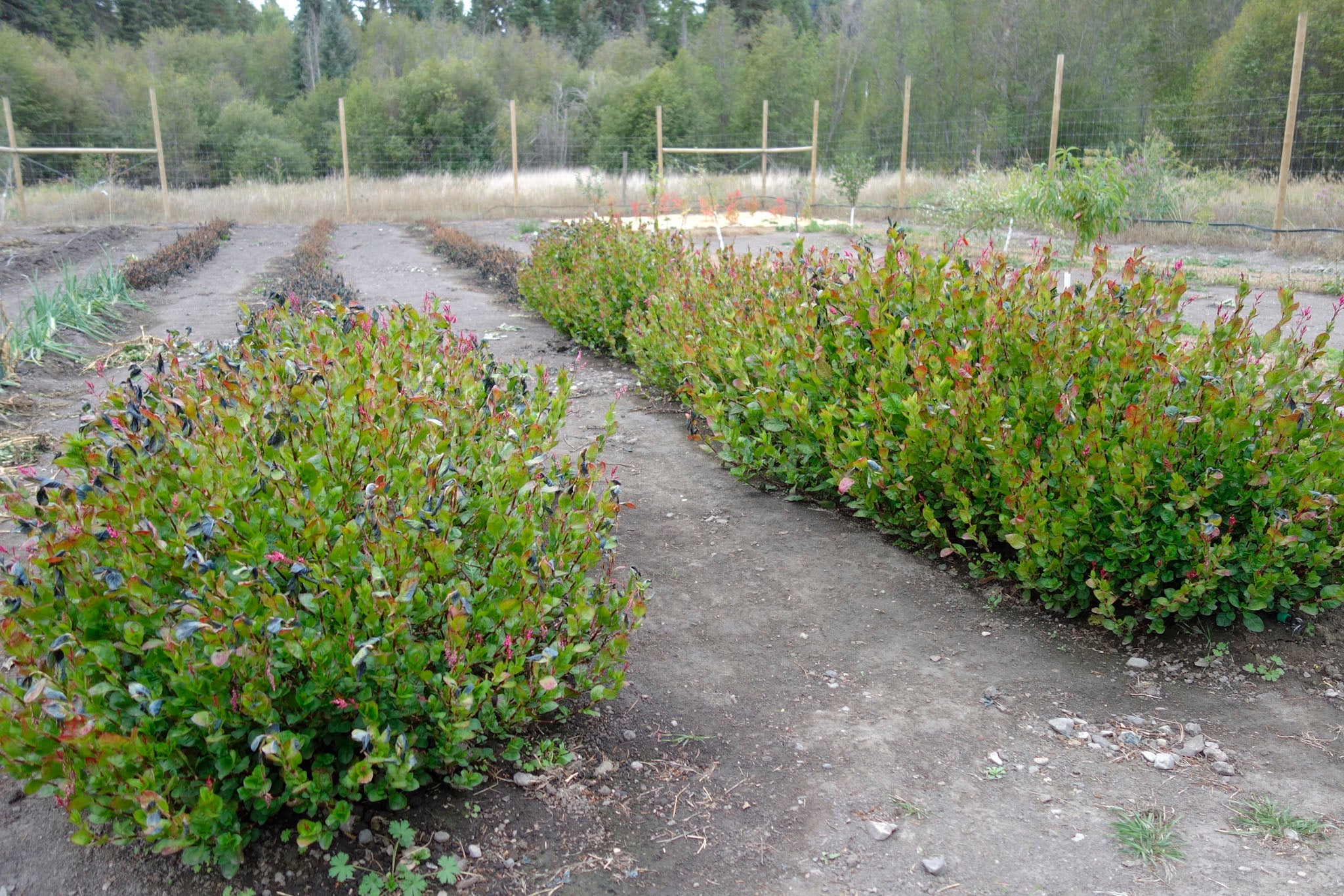 Indigo plants at Okan Arts Farm, September 2021