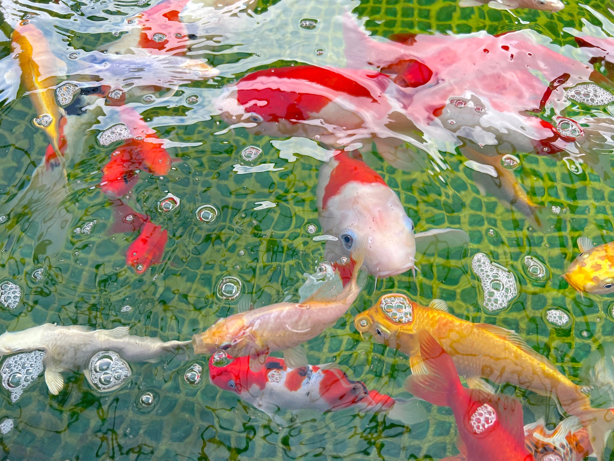 Koi at Kawai Flag Factory, Kyoto JP