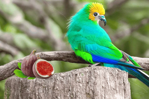 AI generated photo of a Resplendent Quetzal Tropical Bird.