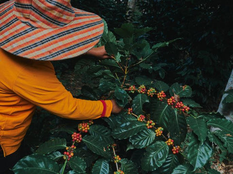 Coffee farmer picking coffee cherries.