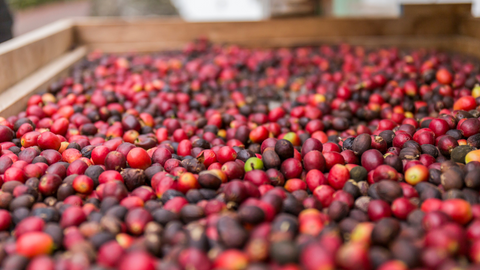 Fresh Coffee Cherries