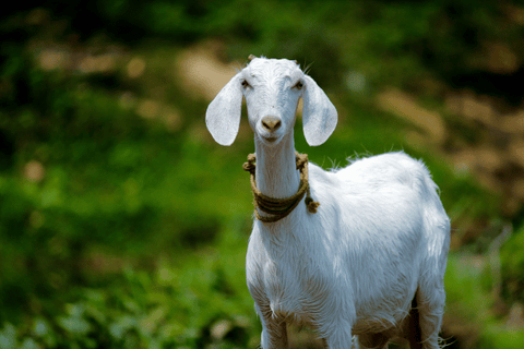 A bemuse looking goat.