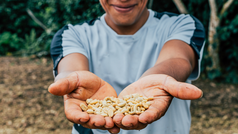 Green coffee beans in the hands of a coffee farmer.
