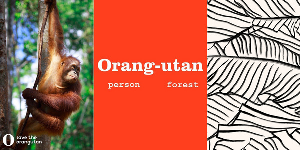 https://savetheorangutan.org/