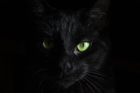 close up of face of black cat