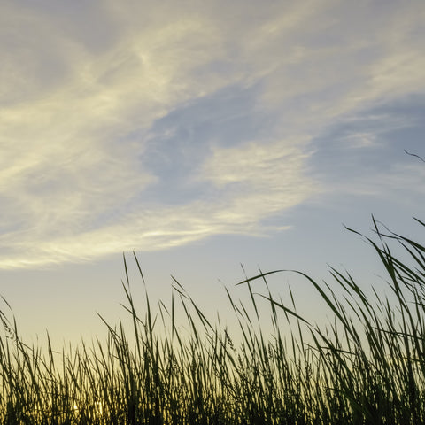 a swift breeze in the wind at A Prairie Breeze RV Park 