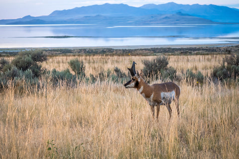 Antelope Island State Park sky