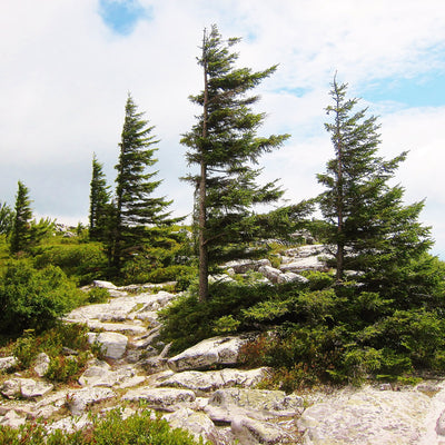 on a hiking trail inCanaan Mountain Wilderness Area