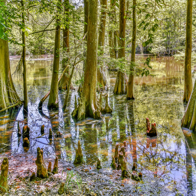 in the swamps for chicot state park 