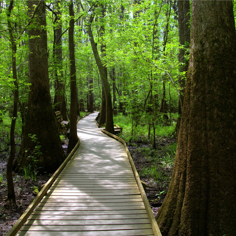 wooden path trail at Congaree National Park