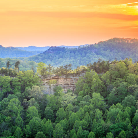 Daniel Boone National Forest in the morning 