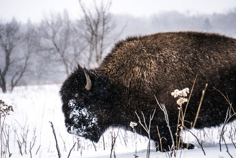 Minneopa State Park Buffalo