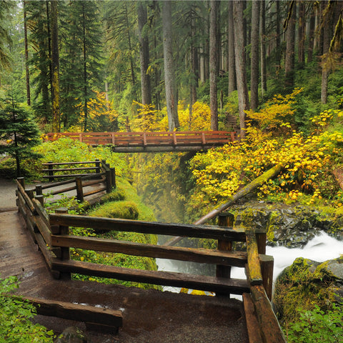 walking down a wooden bridge at Olympic National Park