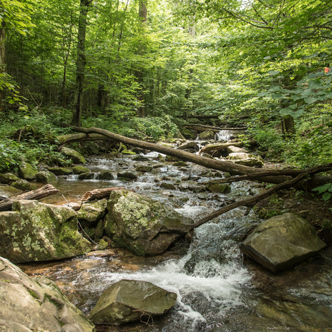 walking through the creek at Shenandoah River State Park