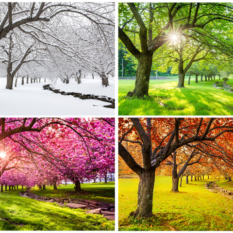 all four seasons at the rv park 