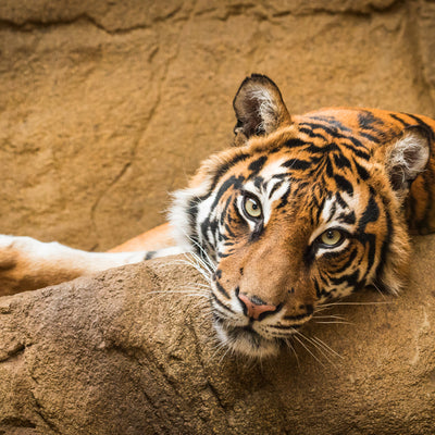 aquatic zoo with a tiger orange and yellow