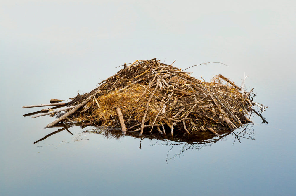 Beaver Lodge in Middle of Lake Moreau Lake State Park New York