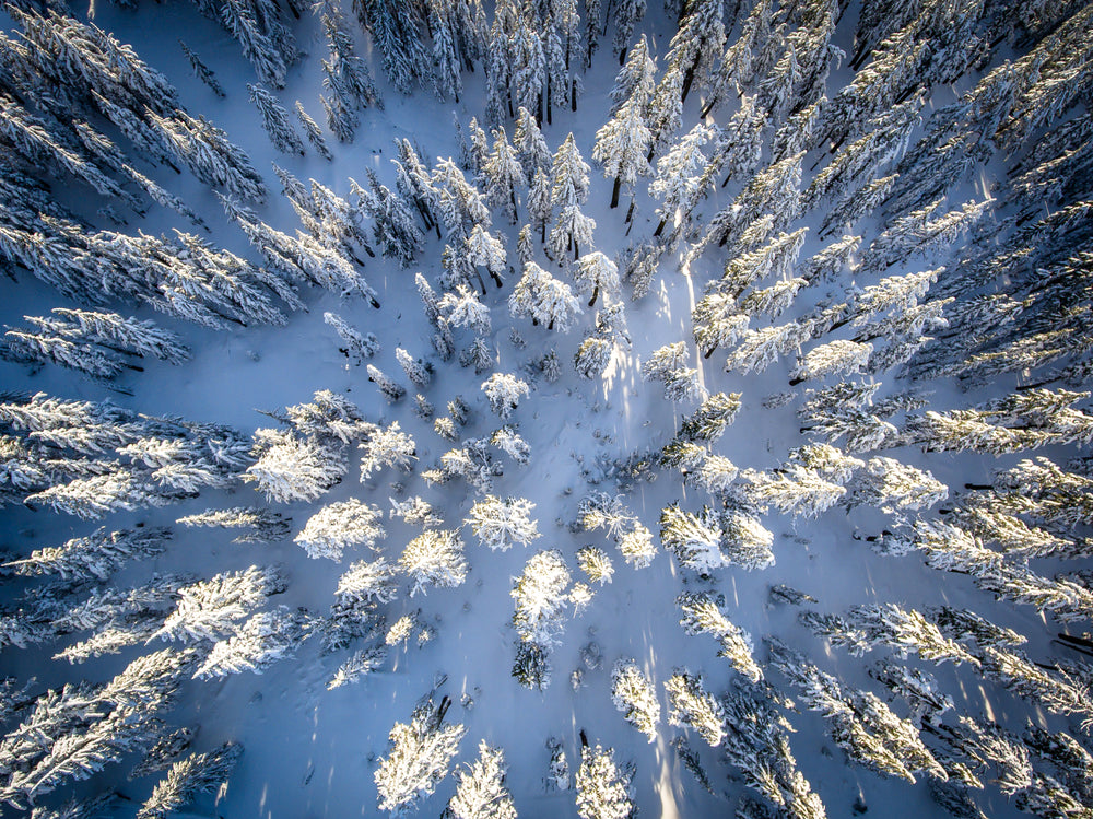 Birds Eye View of Snow Covered Evergreen Trees During Winter in Crater Lake National Park