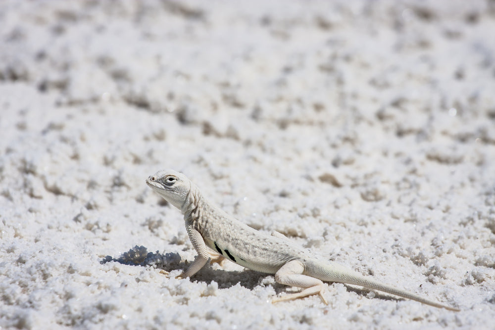 Bleached Earless Lizard at White Sands National Park New Mexico