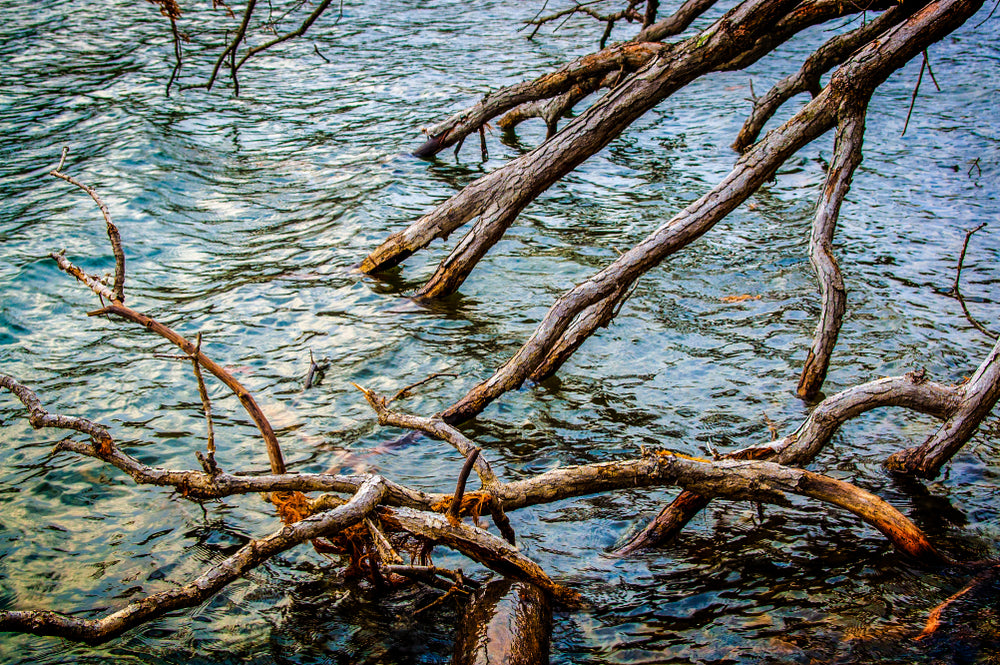 Branches in Water of Moreau State Lake Park New York