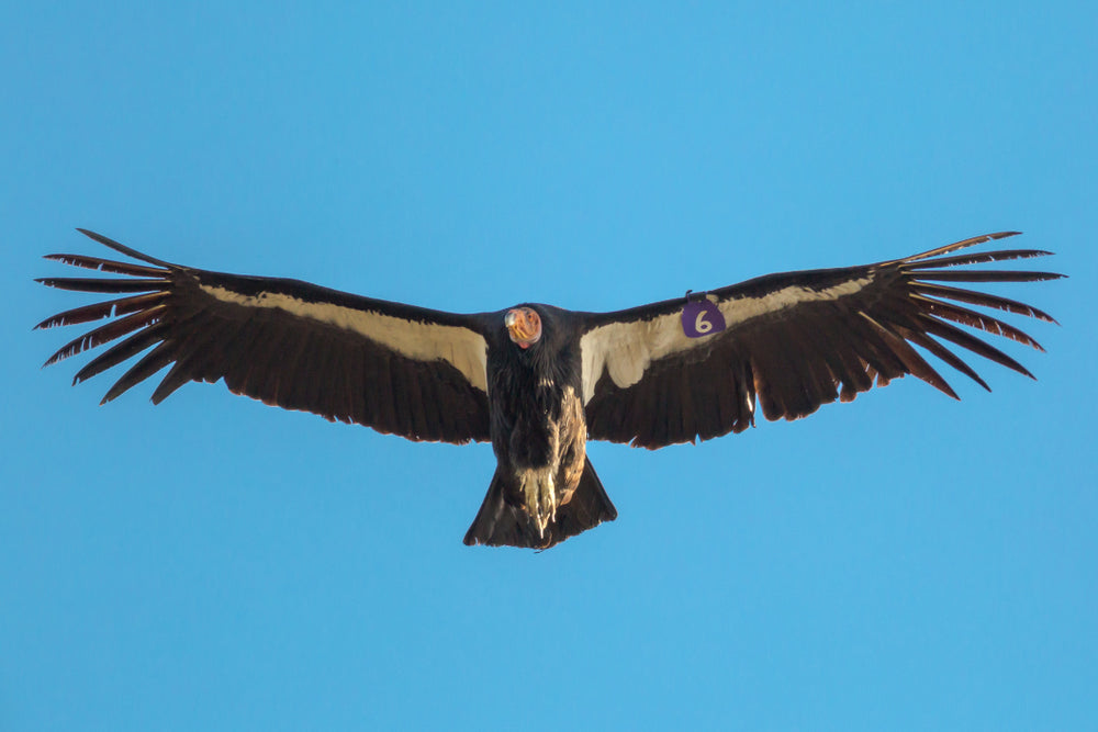 California Condor Flying Through Blue Sky in Pinnacles National Park