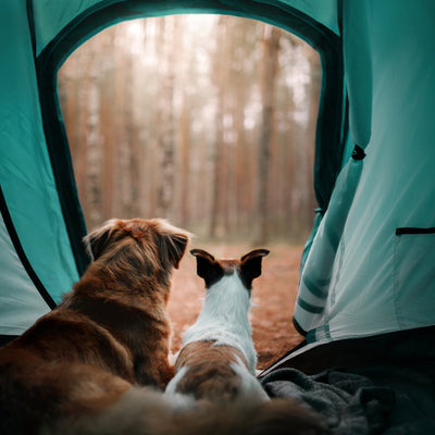 animals at the camping ground sitting in the tent 