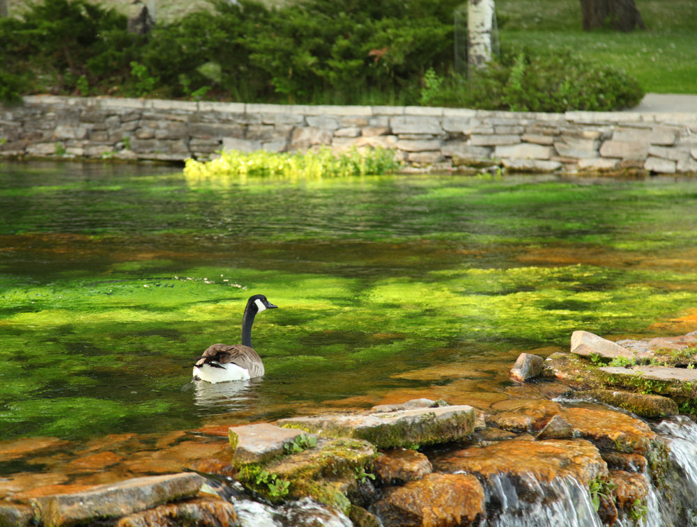 Canada Geese Floating in Giant Springs State Park Montana