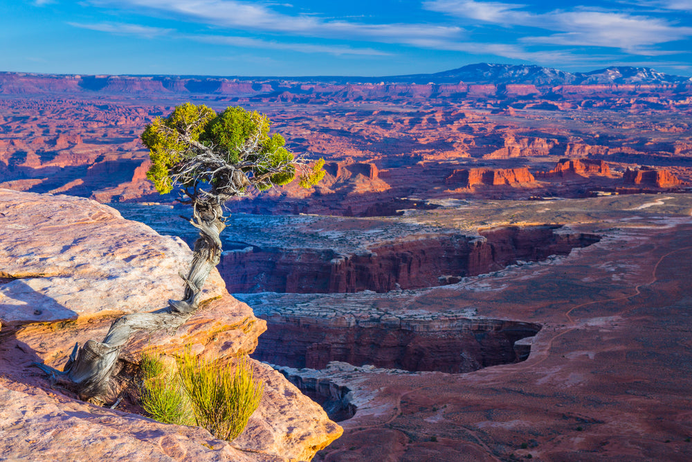 Conifer Tree Over Looking Canyonlands National Park Utah