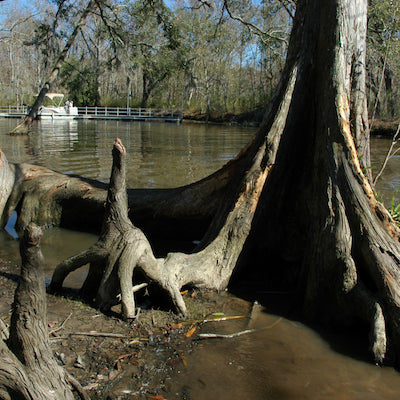 Fairview Riverside State Park Louisiana
