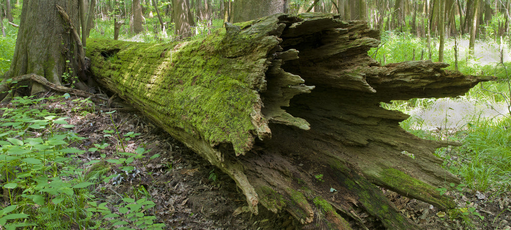 Fallen Cypress in Swamp at Congaree National Park South Carolina