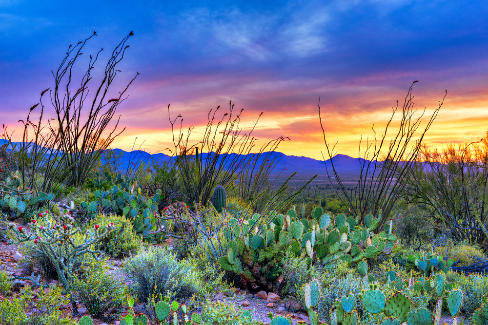 Field of Shrubs and Cactus During Sunset in Saguaro National Park