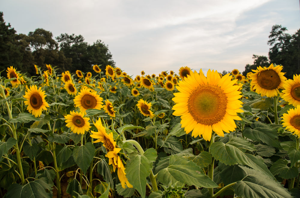 Field of Sunflowers in Cummings Georgia
