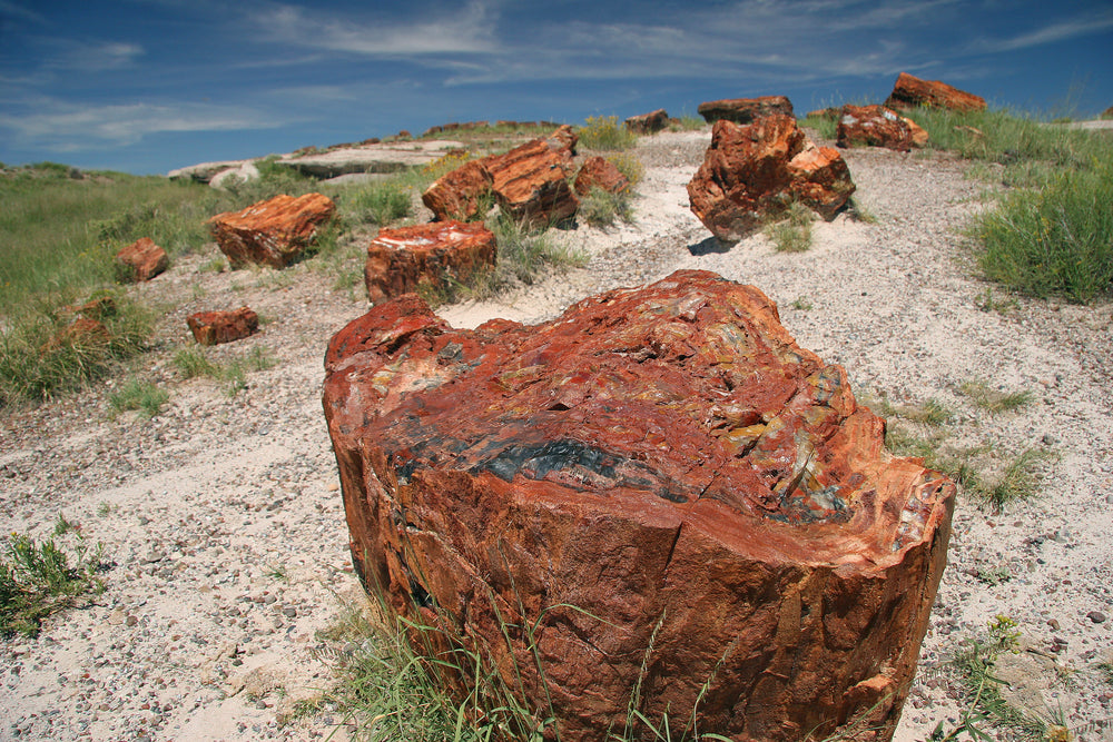 Fossilized Tree Trunks From Triassic Period Along Hiking Path in Petrified Forest National Park Arizona