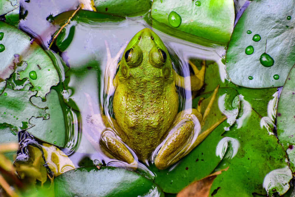 Frog in Pond Within Mammoth Cave National Park