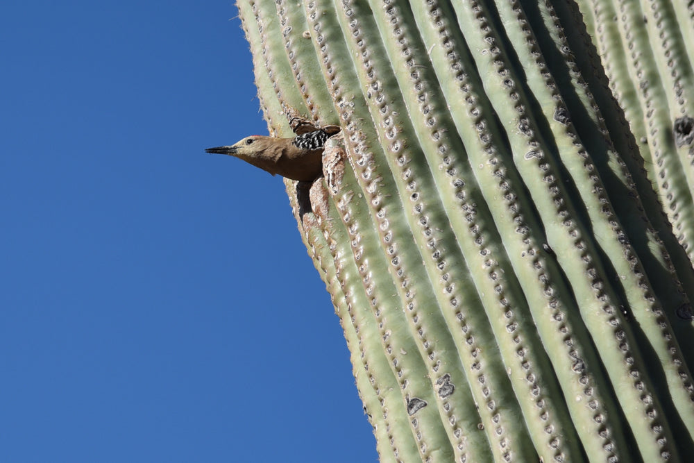 Gila Woodpecker Peeking Out of Nest Inside Cactus in Saguaro National Park